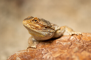 Bearded dragon resting on a textured rock surface in a natural habitat during daylight