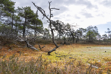 Seli, Estonia: May 04 2025: Typical bog landscape in nature reserve – floating peat moss mat, soft mossy ground, swamp hollow, poor bonsai pines, and bright blue sky with white clouds on a clear day.