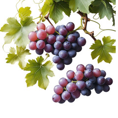 Fototapeta premium Grapes on Vine with Green Leaves and Purple Fruit