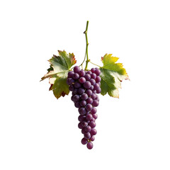 Fototapeta premium Fresh Purple Grapes with Green Leaves on Vine