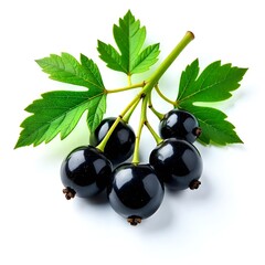 Isolated blackcurrants on white background. Isolated blackcurrants on white background