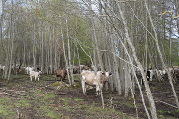 Mallavere, Estonia - May 05 2025: Beef cattle hidden in dense green bushes – rural livestock scene with cows grazing or resting in natural overgrown pasture, peaceful countryside farming environment.