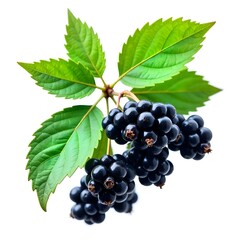 black currant isolated on white