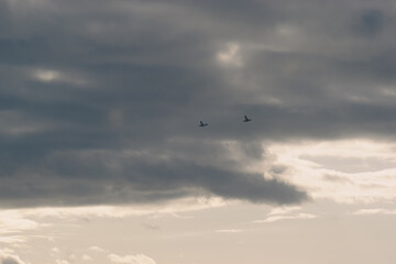 Birds flying against cloudy sky