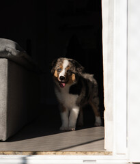 Miniature American Shepherd puppy at home. Blue merle with heterochromia. 2 months old playing with toys, ball
