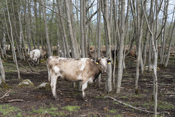 Mallavere, Estonia - May 05 2025: Beef cattle hidden in dense green bushes – rural livestock scene with cows grazing or resting in natural overgrown pasture, peaceful countryside farming environment.