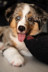 Miniature American Shepherd puppy at home. Blue merle with heterochromia. 2 months old playing with toys, ball