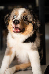 Miniature American Shepherd puppy at home. Blue merle with heterochromia. 2 months old playing with toys, ball