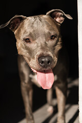 American Pit bull Terrier at home. Blue nose