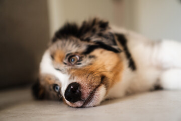Miniature American Shepherd puppy at home. Blue merle with heterochromia. 2 months old playing with toys, ball