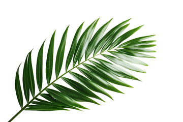 Lush Green Palm Leaf Isolated on White Background Tropical Foliage