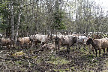 Mallavere, Estonia - May 05 2025: Beef cattle hidden in dense green bushes – rural livestock scene with cows grazing or resting in natural overgrown pasture, peaceful countryside farming environment.