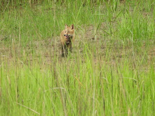 A young red fox, kit, living within the wetlands of the Bombay Hook National Wildlife Refuge, Kent County, Delaware. Early summer season. 