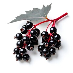 red currant and black currant
