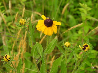 Black-eyed Susans beginning to bloom within the wetland meadows ofthe Bombay Hook National Wildlife...