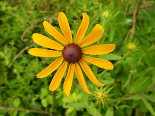 Black-eyed susan in full bloom, during the early summer season. Bombay Hook National Wildlife...