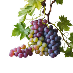 Fototapeta premium Fresh Purple Grapes on Vine with Green Leaves