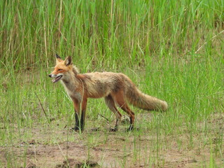 A red fox living within the wetlands of the Bombay Hook National Wildlife Refuge. Early summer season.