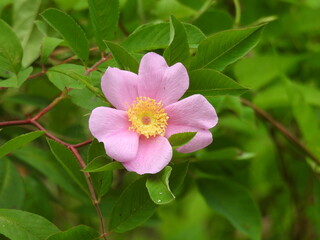 Swamp rose, rosa palustris, bloomed within the wetlands of the Bombay Hook National Wildlife Refuge, Kent County, Delaware.