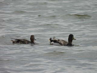 A pair of mallard ducks, male and female, swimming within the wetland waters of the Bpmbay Hook National Wildlife Refuge, Kent County, Delaware. 