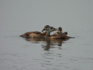 Wood duck babies, ducklings swimming within the wetland waters of the Bombay Hook National Wildlife Refuge, Kent County, Delaware. 