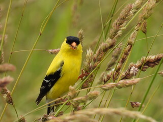 American goldfinch enjoying life within the Bombay Hook National Wildlife Refuge, Kent County, Delaware.