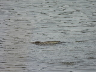 Carp spawning within the wetland waters of the Bombay Hook National Wildlife Refuge, Kent County, Delaware. During the early summer season. 