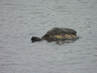 A common snapping turtle living within the wetland marshes of the Bombay Hook National Wildlife...