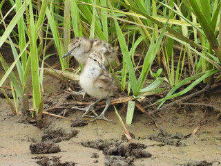 A pair of baby chicks, willets, enjoying a warm summer day, under the protection of the marsh...