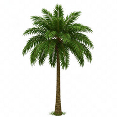 Palm tree with empty background.PNG format.