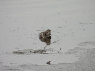 A baby willet chick resting, needing to reach his mother for protection. Bombay Hook National Wildlife Refuge, Kent county, Delaware.