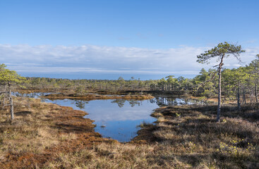 Seli, Estonia - May 04 2025: Symmetrical Mire Hollow in Seli Raised Bog. Reflections of Bonsai Pines, Blue Sky, and Clouds on Still Water on a Bright Spring Day in Protected Wetland Landscape