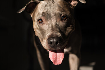 American Pit bull Terrier at home. Blue nose
