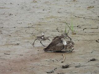 A mother willet encourages her baby chicks to take cover underneath her wings to protect them from any wetland predators. Bombay Hook National Wildlife Refuge, Kent County, Delaware.