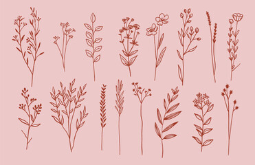 Set of flowers and plants trendy botanical elements. Hand drawn line minimalistic style