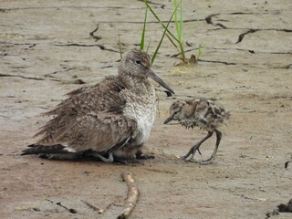 A mother willet encourages her baby chicks to take cover underneath her wings to protect them from any wetland predators. Bombay Hook National Wildlife Refuge, Kent County, Delaware.