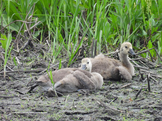 Juvenile, Canadian geese, living within the wetlands of the Bombay Hook National Wildlife Refuge,...