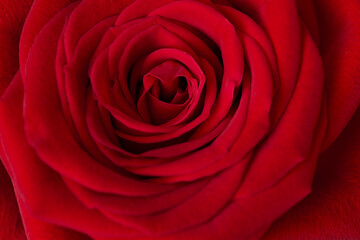 Macro image of centre of pink rose flower