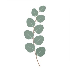 Simple Eucalyptus Branch Illustration on White