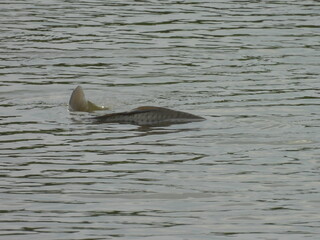 Carp spawning within the wetland waters of the Bombay Hook National Wildlife Refuge, Kent County,...