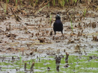 Common grackle, standing on the muddy,wetland shores, of the Bombay Hook National Wildlife Refuge, Kent County, Delaware. 