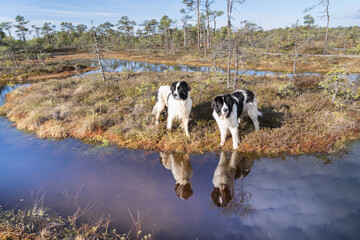 Seli Bog, Estonia - May 04 2025: Happy Landseer Dogs Enjoying a Bog walk at Seli Mire. Spring Morning in Scenic Wetland with Peat Moss, Swamp Grass, and Reflections in bog pool.