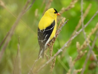 American goldfinch enjoying life within the Bombay Hook National Wildlife Refuge, Kent County,...