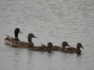 A family of mallard ducks swimming within the wetland waters of the Bombay Hook National Wildlife...