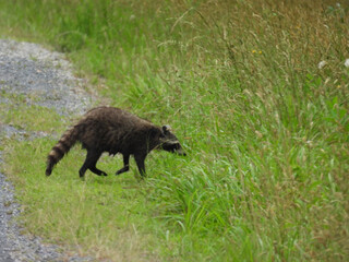 A raccoon, wet from the rain, has crossed the wildlife drive, seeking cover within the tall grass alongside the road. Bombay Hook National Wildlife Refuge, Kent County, Delaware. 