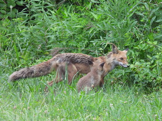 A mother red fox teaching her young kit how to hunt. Bombay Hook National Wildlife Refuge, Kent County, Delaware. 