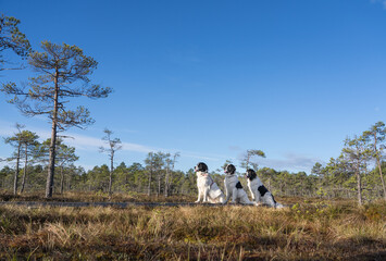 Seli Bog, Estonia - May 04 2025: Happy Landseer Dogs Enjoying a Bog walk at Seli Mire. Spring Morning in Scenic Wetland with Peat Moss, Swamp Grass, and Reflections in bog pool.
