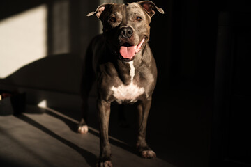 American Pit bull Terrier at home. Blue nose