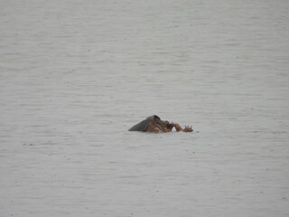 An aggressive snapping turtle has won the fight, and is now chewing on the foot of its opponent....