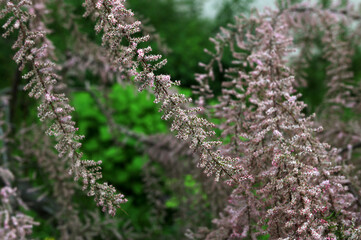 Beautiful tamarisk in bloom
